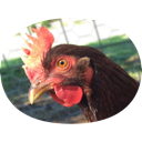 Chicken GIFs icon